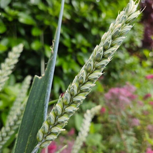 Triticum aestivum Vrucht