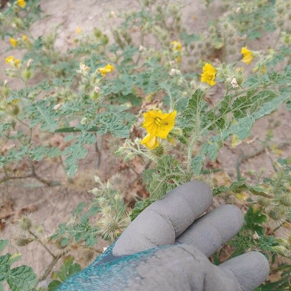 Solanum rostratum 花