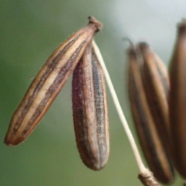 Chaerophyllum bulbosum Ffrwyth