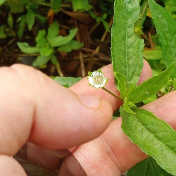 Eclipta prostrata Flor