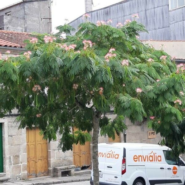 Albizia julibrissin Hàbitat