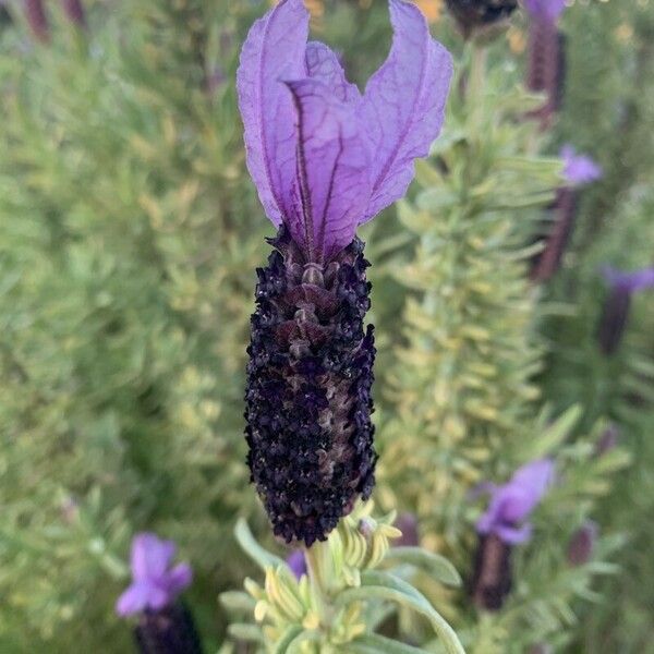 Lavandula stoechas Kwiat