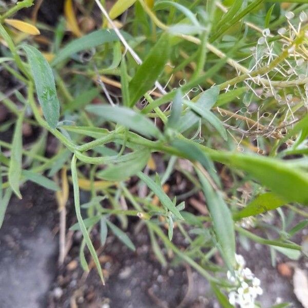 Lobularia maritima Blad