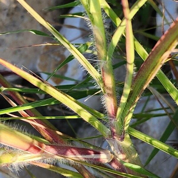 Cenchrus ciliaris Fruit