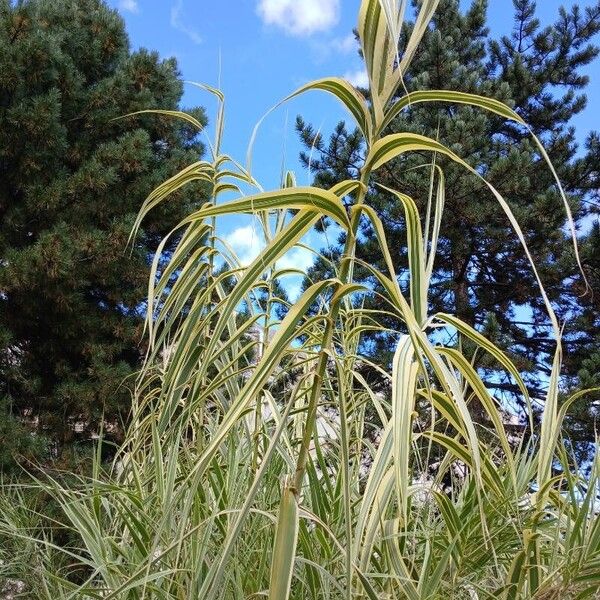 Arundo donax ᱛᱟᱦᱮᱸ