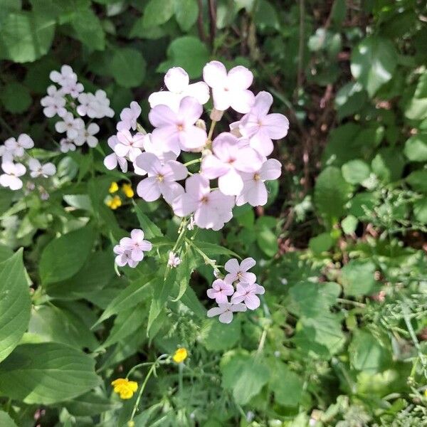 Hesperis matronalis Kukka