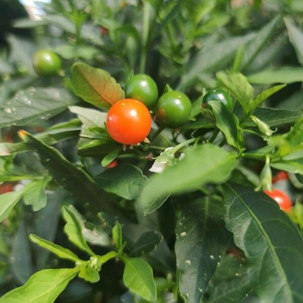 Solanum pseudocapsicum Плод