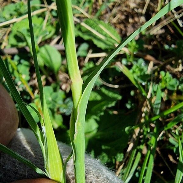 Tragopogon orientalis Folha