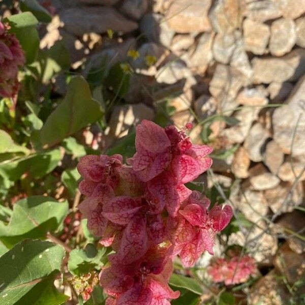 Rumex vesicarius Blüte