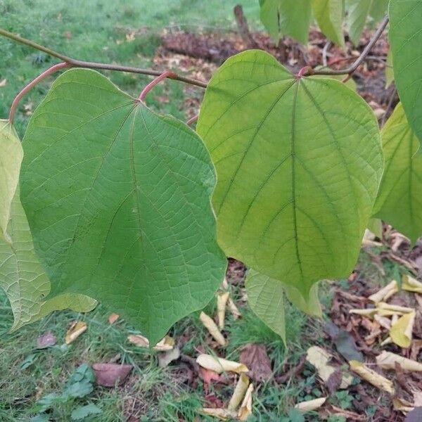 Alangium chinense Folha