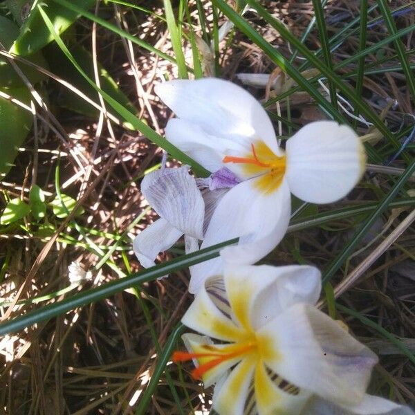 Crocus biflorus Floare