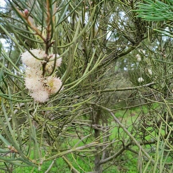 Hakea drupacea ᱵᱟᱦᱟ