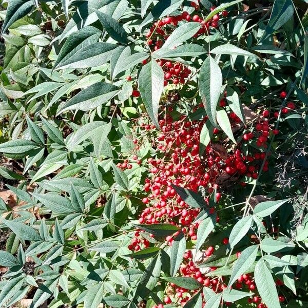 Nandina domestica موطن