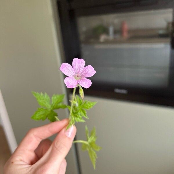 Geranium endressii Flor