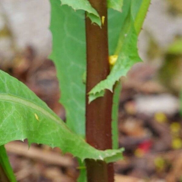 Lactuca virosa ᱪᱷᱟᱹᱞᱤ