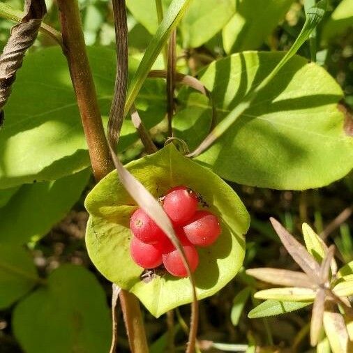 Lonicera dioica Meyve