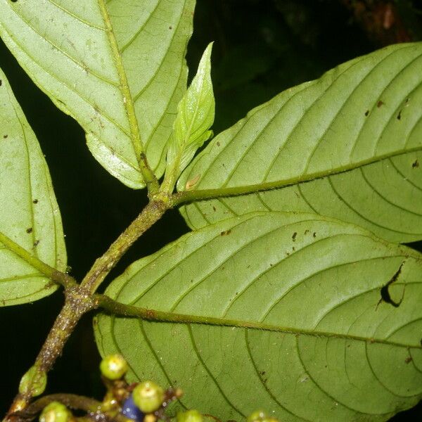 Bertiera bracteosa Hoja