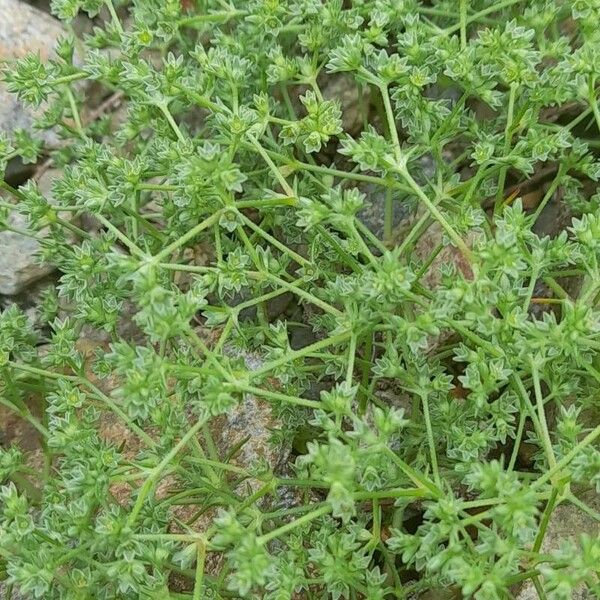 Scleranthus annuus Žievė