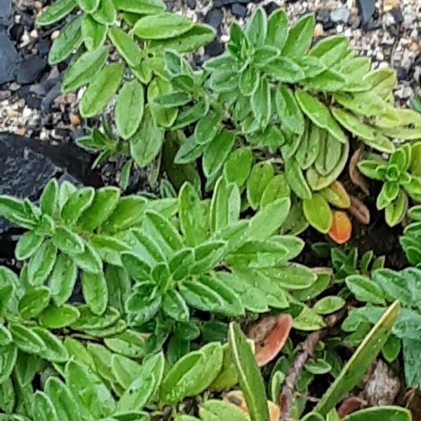 Thymus pulegioides Fuelha