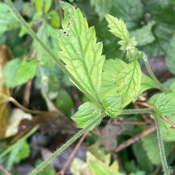 Geum urbanum Leaf