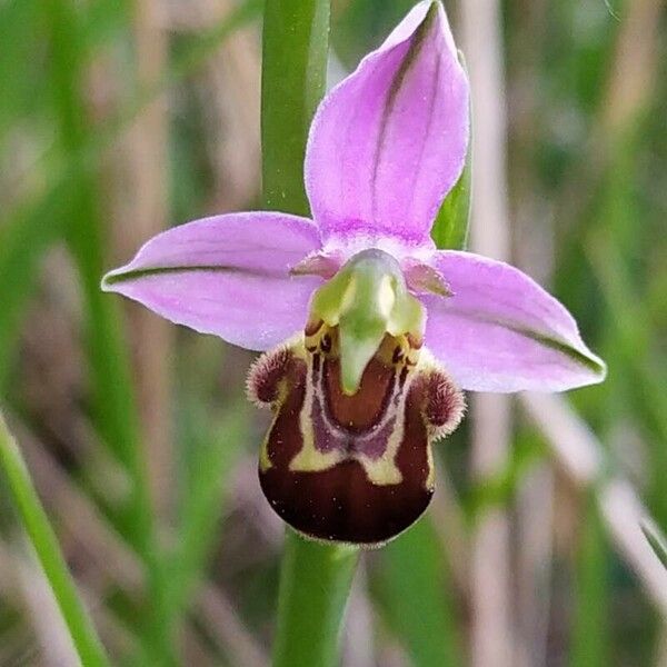 Ophrys apifera Λουλούδι