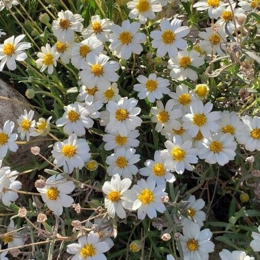 Melampodium leucanthum Blüte