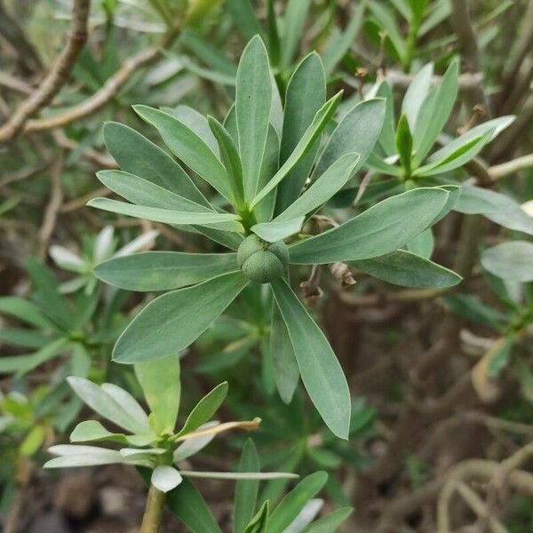 Euphorbia balsamifera Frunză