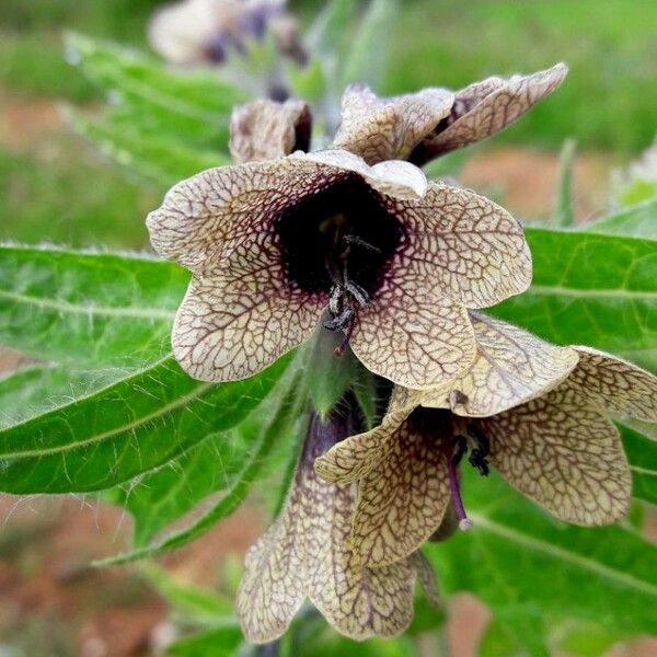 Hyoscyamus niger Flower