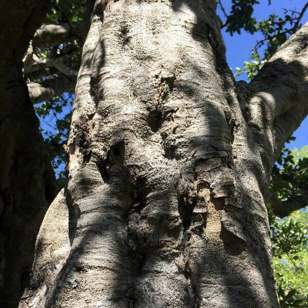 Strychnos madagascariensis Bark