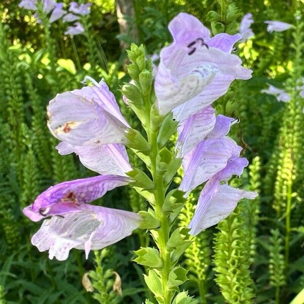 Physostegia virginiana Květ