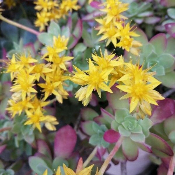 Sedum palmeri Cvet