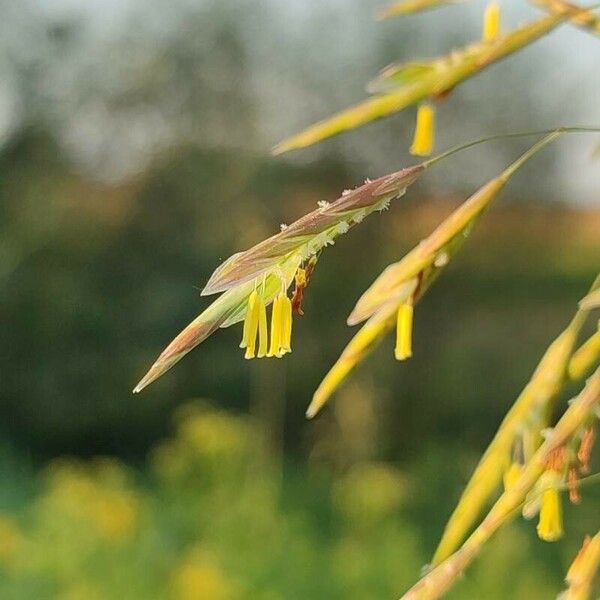 Bromus inermis Flower