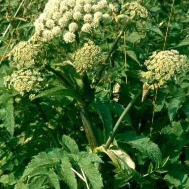 Heracleum sphondylium Blodyn