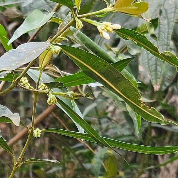 Nectandra angustifolia Kwiat