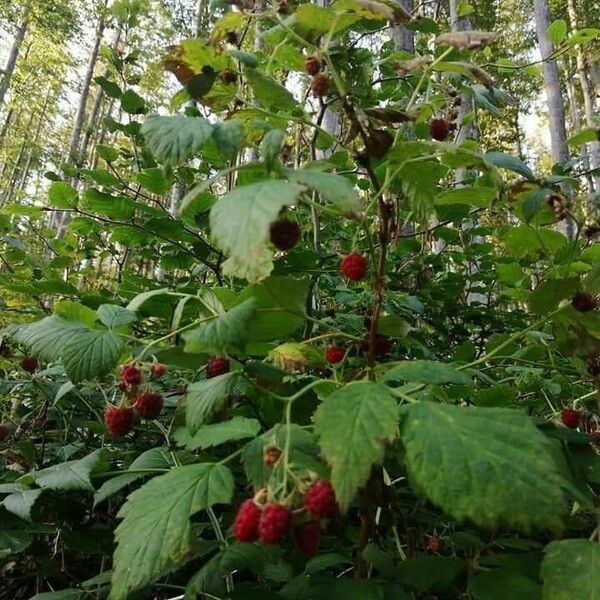 Rubus occidentalis Fruit