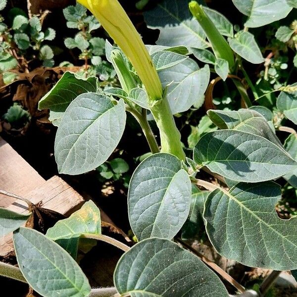 Datura inoxia Leaf