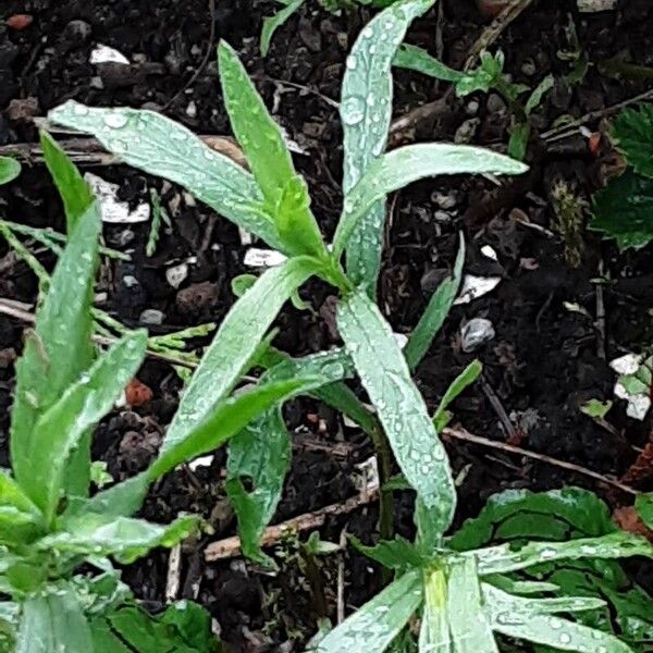 Artemisia dracunculus Liść