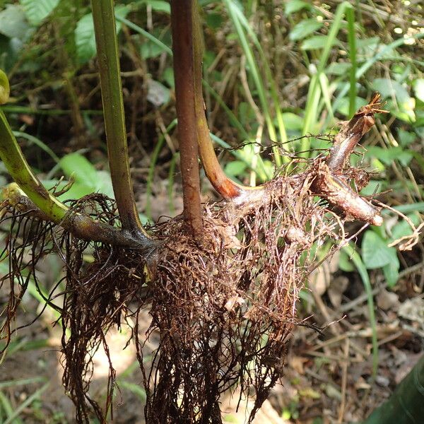 Microlepia speluncae অন্যান্য