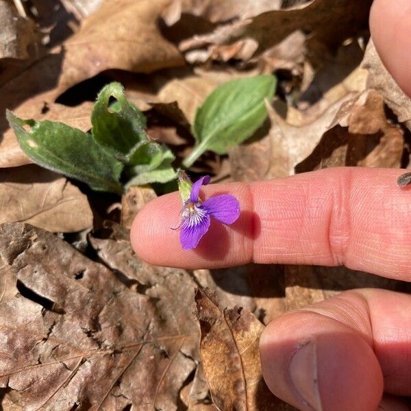 Viola sagittata Blüte