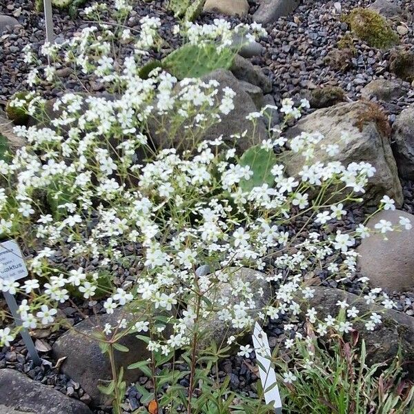 Euphorbia corollata Агульны выгляд