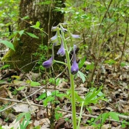 Delphinium tricorne Lorea