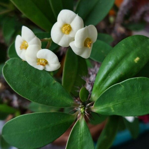Euphorbia milii Flower