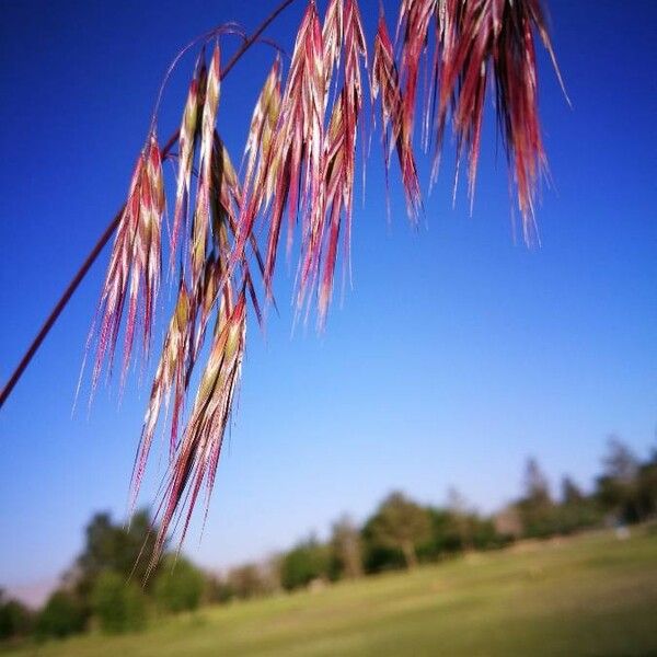 Bromus racemosus Fruitua