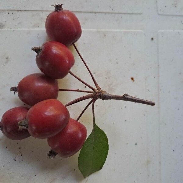 Malus sylvestris Fruit