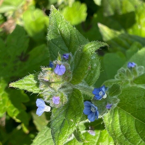 Pentaglottis sempervirens Flors