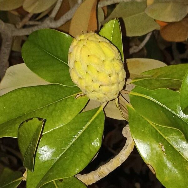 Magnolia virginiana Fruto