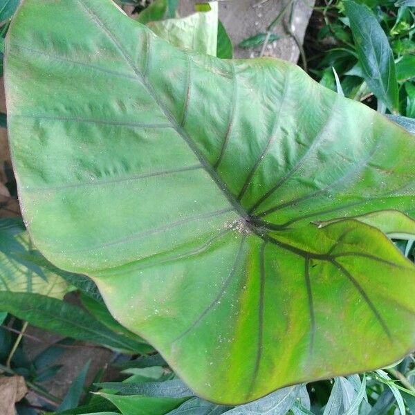 Colocasia esculenta Blad