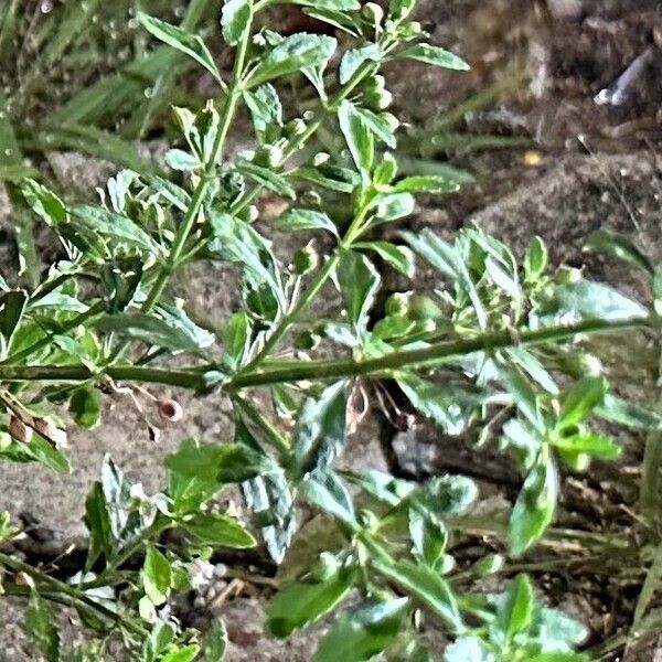 Scoparia dulcis Leaf