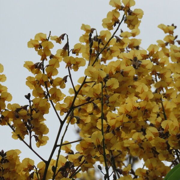 Pterocarpus officinalis 花