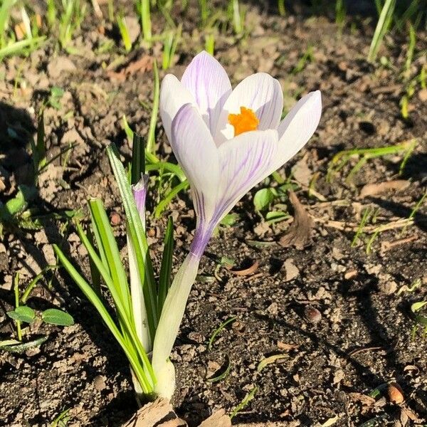 Crocus versicolor Blüte